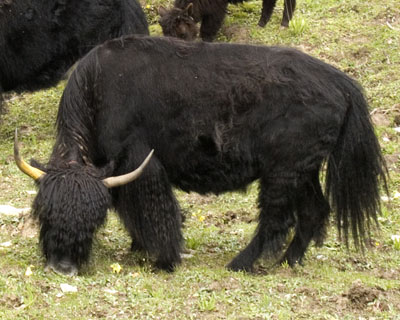 wooly yak cow Tibet Spring Brook Ranch